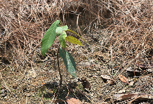 Impact Project Image